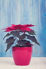 Image showing red Poinsettia christmas flower