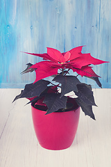 Image showing red Poinsettia christmas flower