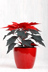 Image showing red Poinsettia christmas flower