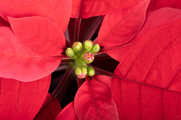 Image showing red Poinsettia christmas flower