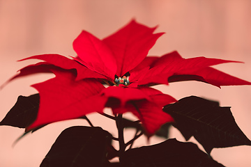 Image showing red Poinsettia christmas flower