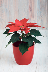 Image showing red Poinsettia christmas flower