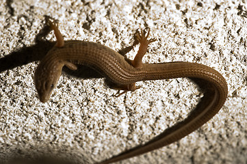 Image showing Skink Lizard