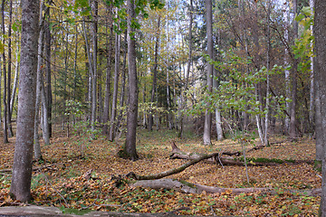 Image showing Autumnal deciduous tree stand with hornbeams and maple