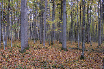 Image showing Autumnal deciduous tree stand with hornbeams and oaks