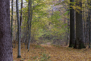 Image showing Autumnal midday in deciduous forest stand