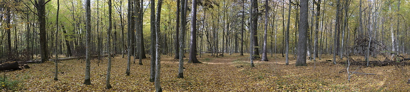 Image showing Natural deciduous autumnal forest panorama