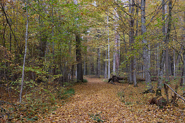 Image showing Autumnal midday in deciduous forest stand with old oak trees