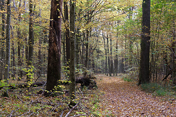 Image showing Autumnal midday in deciduous forest stand with old oak trees