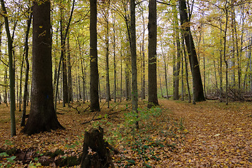 Image showing Autumnal midday in deciduous forest stand with old oak trees