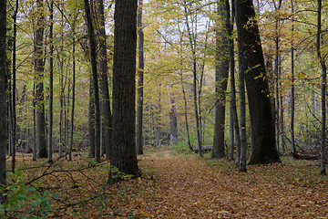 Image showing Autumnal midday in deciduous forest stand with old oak trees