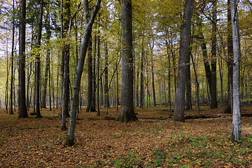 Image showing Autumnal midday in deciduous forest