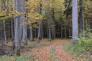 Image showing Autumnal misty sunny in forest