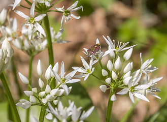 Image showing shield bug on ramsons blossom