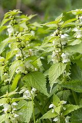 Image showing dead-nettles closeup