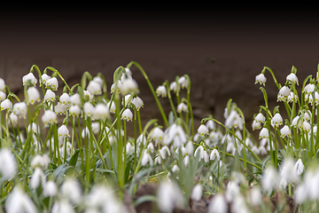 Image showing lots of snowdrop plants