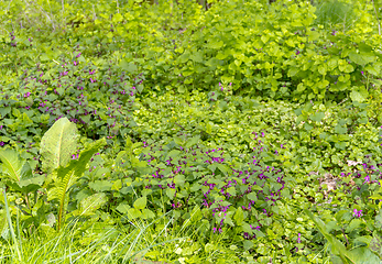 Image showing ground cover vegetation