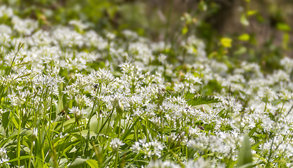 Image showing ground cover vegetation