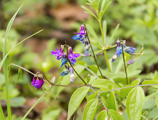 Image showing colorful forest flower closeup