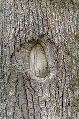 Image showing natural bark detail