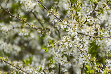 Image showing white flowering bush closeup