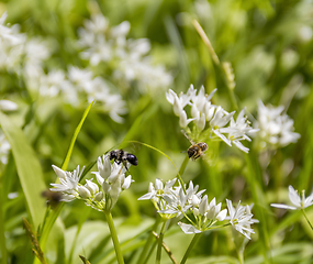 Image showing flying bees around ramsons blossoms