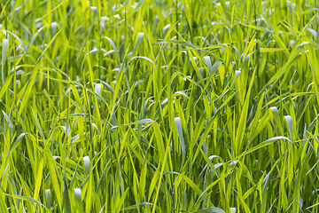 Image showing sunny illuminated grass closeup