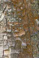 Image showing natural bark detail