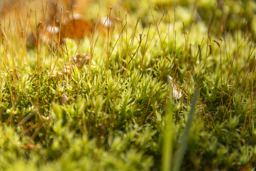 Image showing moss closeup