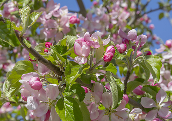 Image showing apple blossoms closeup