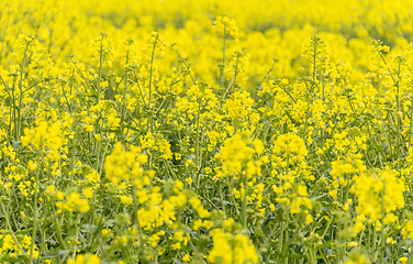 Image showing field of rapeseed closeup