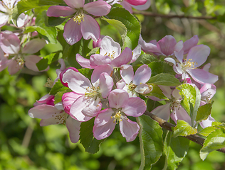 Image showing apple blossoms closeup