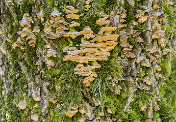 Image showing mushrooms on tree trunk