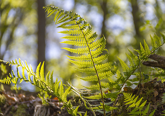 Image showing sunny fern leaves
