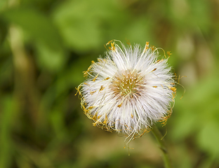 Image showing forest flower closeup