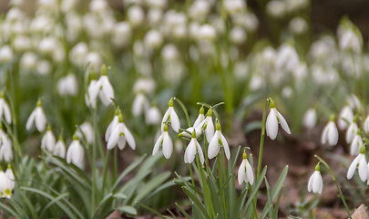 Image showing lots of snowdrop plants