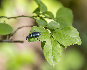 Image showing chatoyant blue beetle