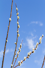 Image showing catkins on twigs