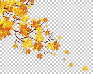 Image showing Fall (Autumn) Maple Background