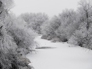 Image showing Frosted Creek Bank