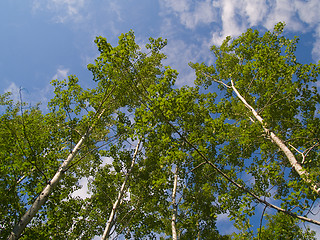 Image showing Green Birch Reaching Into Blue Sky