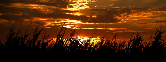 Image showing Harvest Sunset