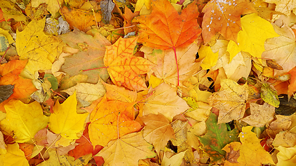 Image showing Bright autumn background from fallen leaves of maple