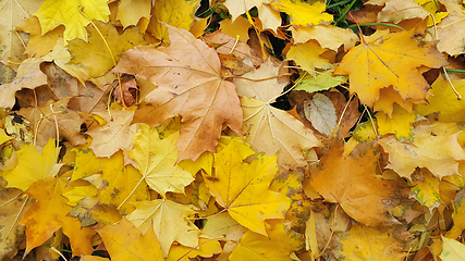 Image showing Bright yellow autumn background from fallen leaves