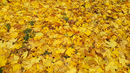 Image showing Bright yellow autumn background from fallen leaves