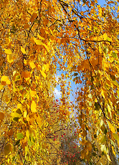 Image showing Bright yellow autumn foliage of birch and ripened mountain ash b