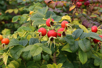 Image showing Dog-rose berries in autumn