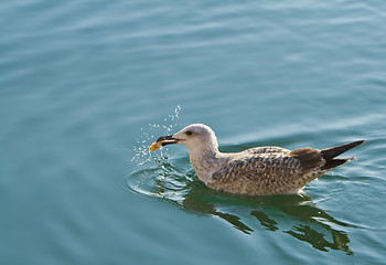 Image showing Seagull feeding moment