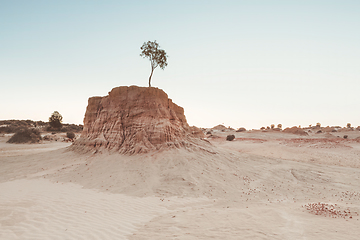 Image showing Lone tree grows on top of sand hill in desert