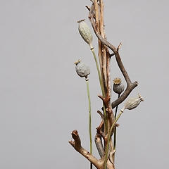 Image showing installation of dry branches and dried poppy seed heads 